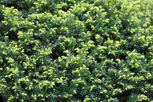 Taxus cuspidata