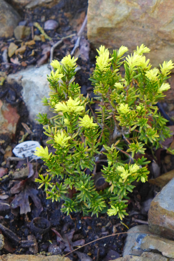 dwarf evergreen with golden yellow new growth.