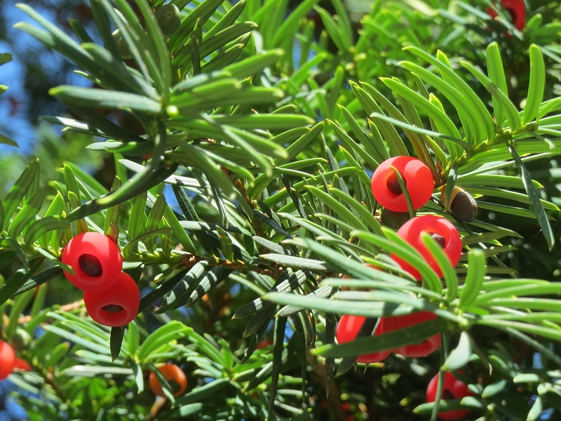 Leafy shoots & red, fleshy cupules surrouding the seeds