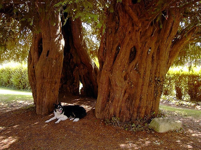 Ancient trunk hollowed in the middle enough to walk through