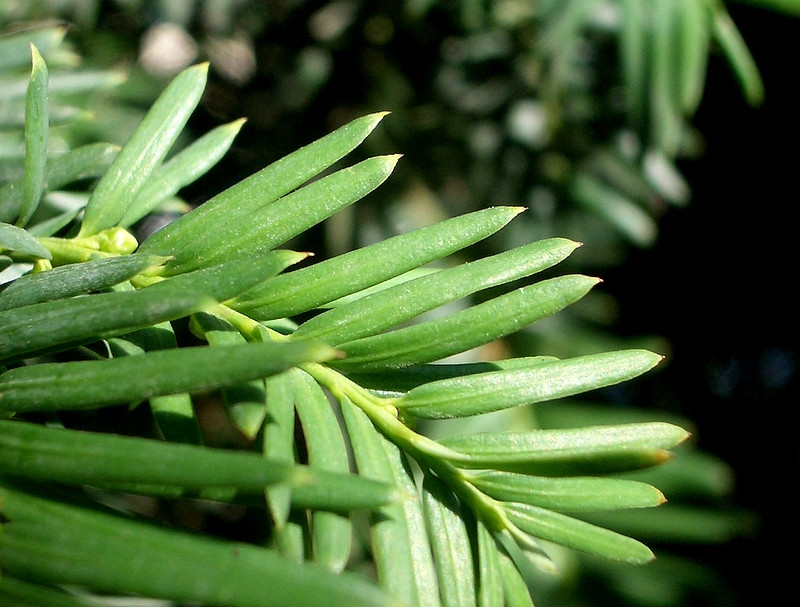 Flattened needles.