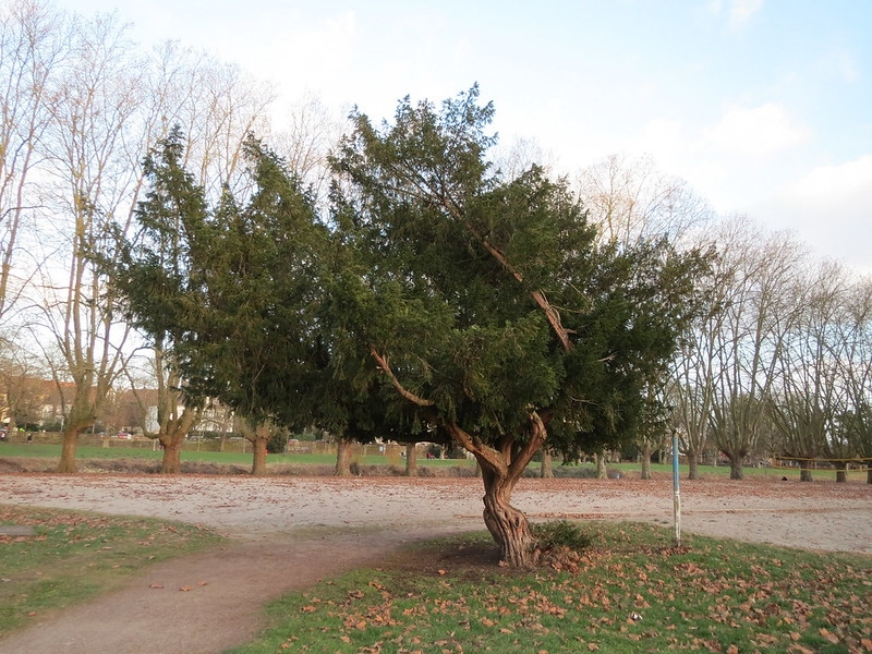 Large, wind-swept shrub/tree.