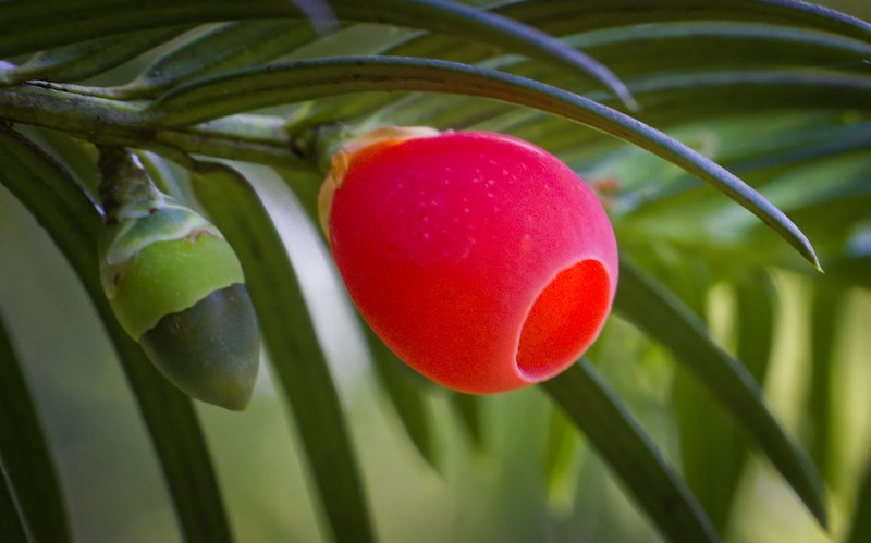 Red fleshy cupule holding a single seed. One cone is still green