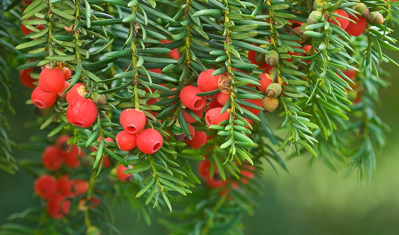 Leafy shoots & red, fleshy cupules surrouding the seeds