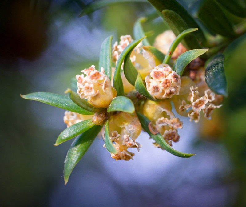 Flattened needles and small, delicate male cones