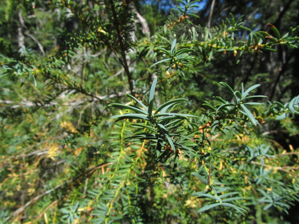 Leaves