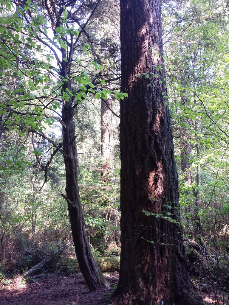 Taxus brevifolia