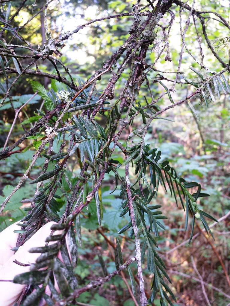 Leaves