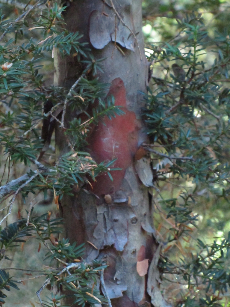 Taxus brevifolia