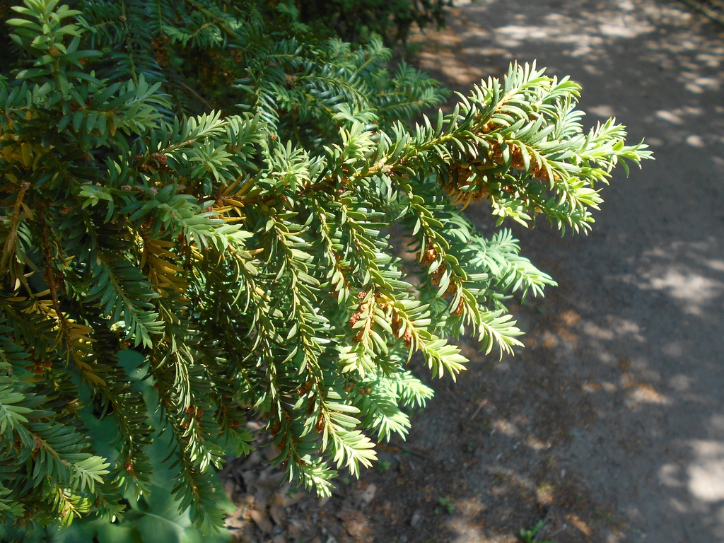 Leaves