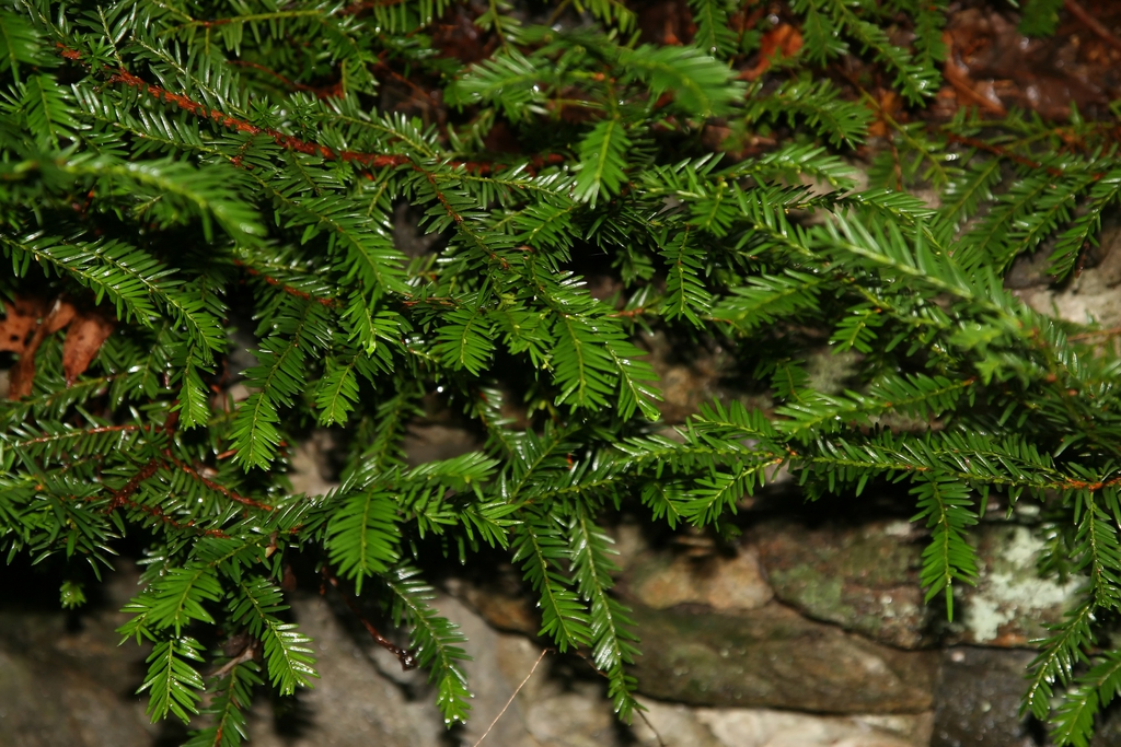 Leaves