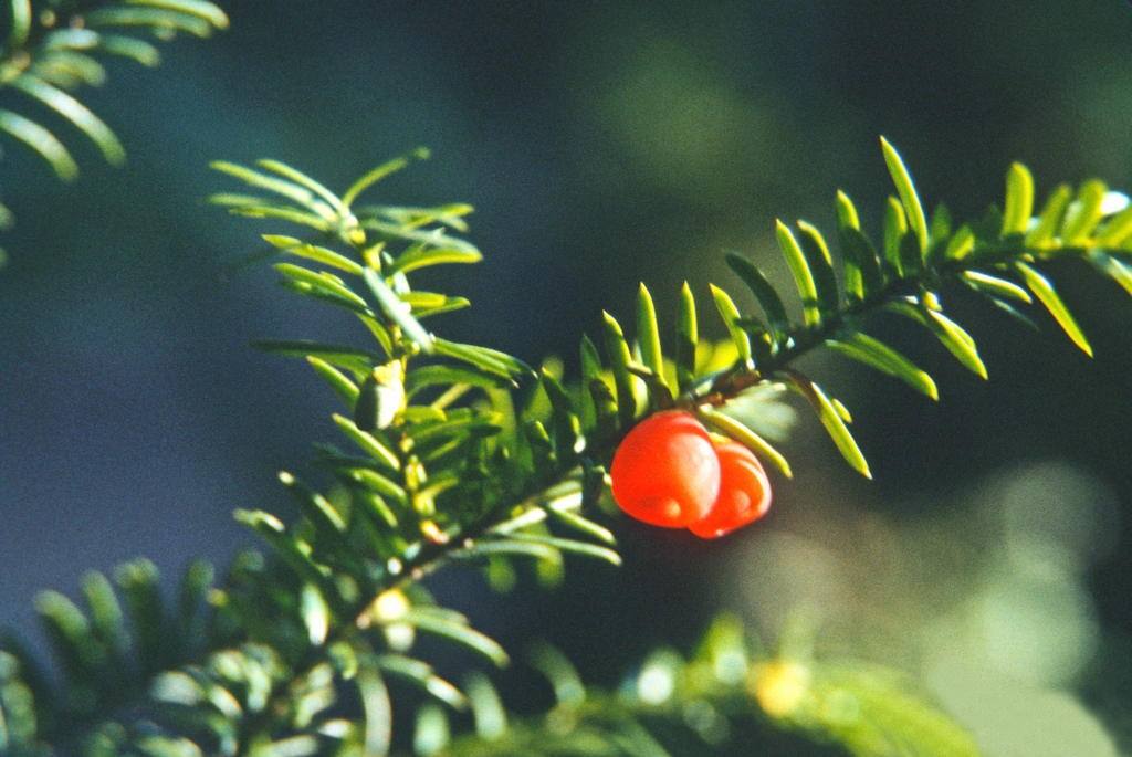Leaves and female cone.
