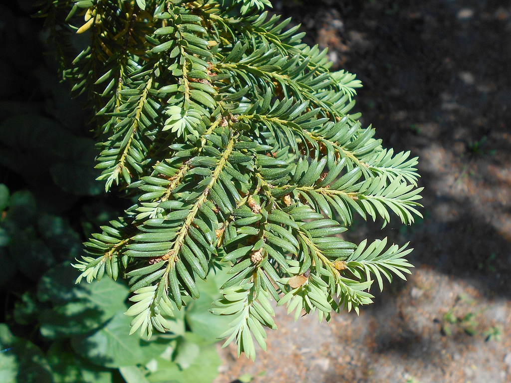 Branch