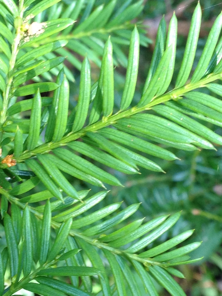 Leaf closeup