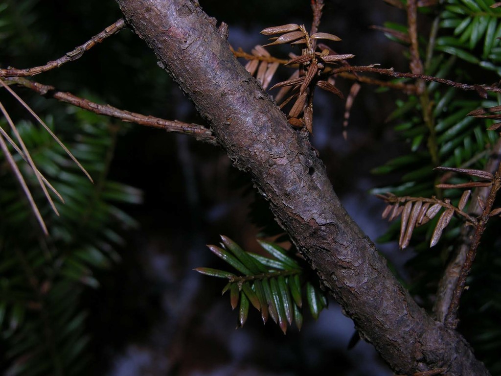 Stem