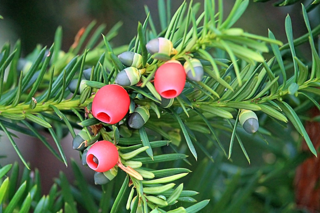 Fleshy female cones.