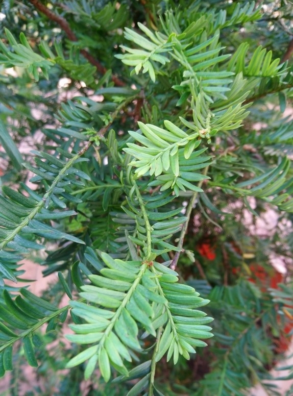 Needles arranged in one plane on flat branches.