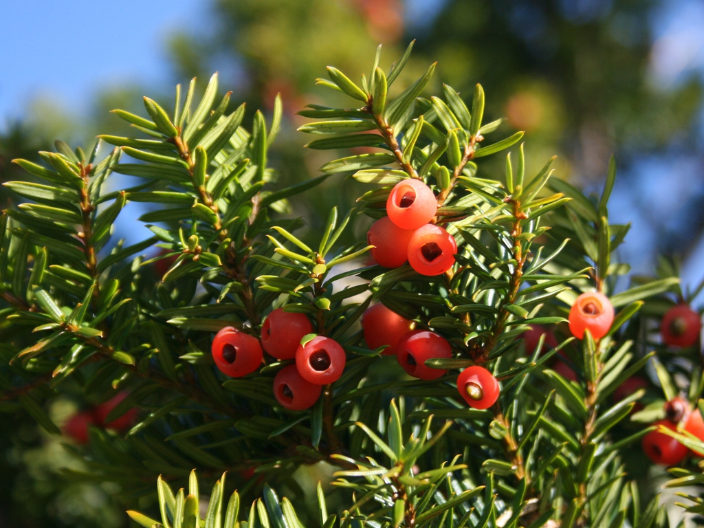 red cup-like aril holding a seed.