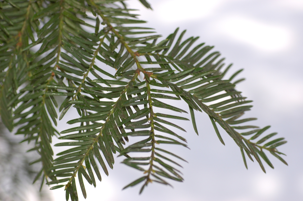 Taxus cuspidata