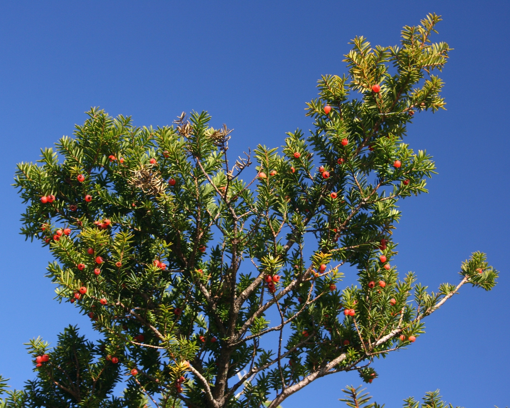 Taxus cuspidata