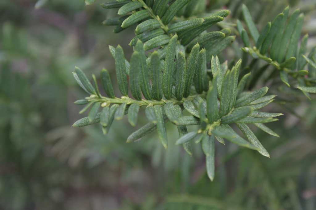 Leaves