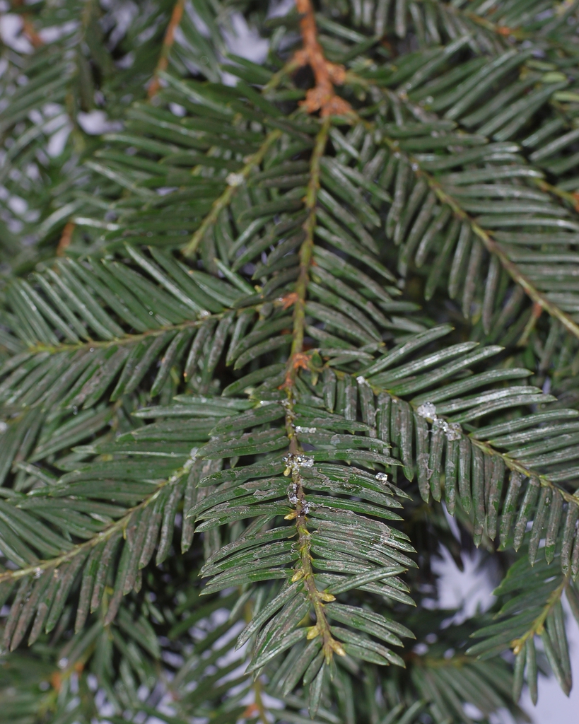 Leaves