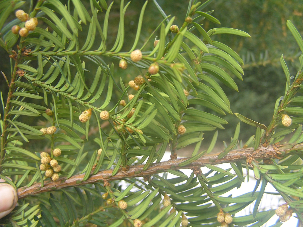 Taxus cuspidata