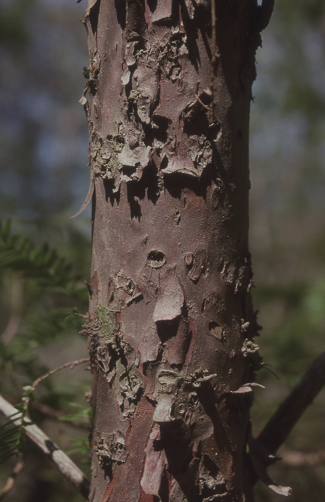Brown, slightly exfoliating (but otherwise smooth) bark