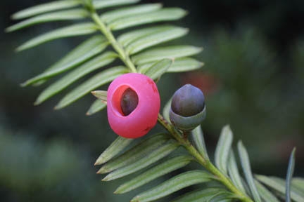Branch with distichous needles & red fleshy cone around seed.