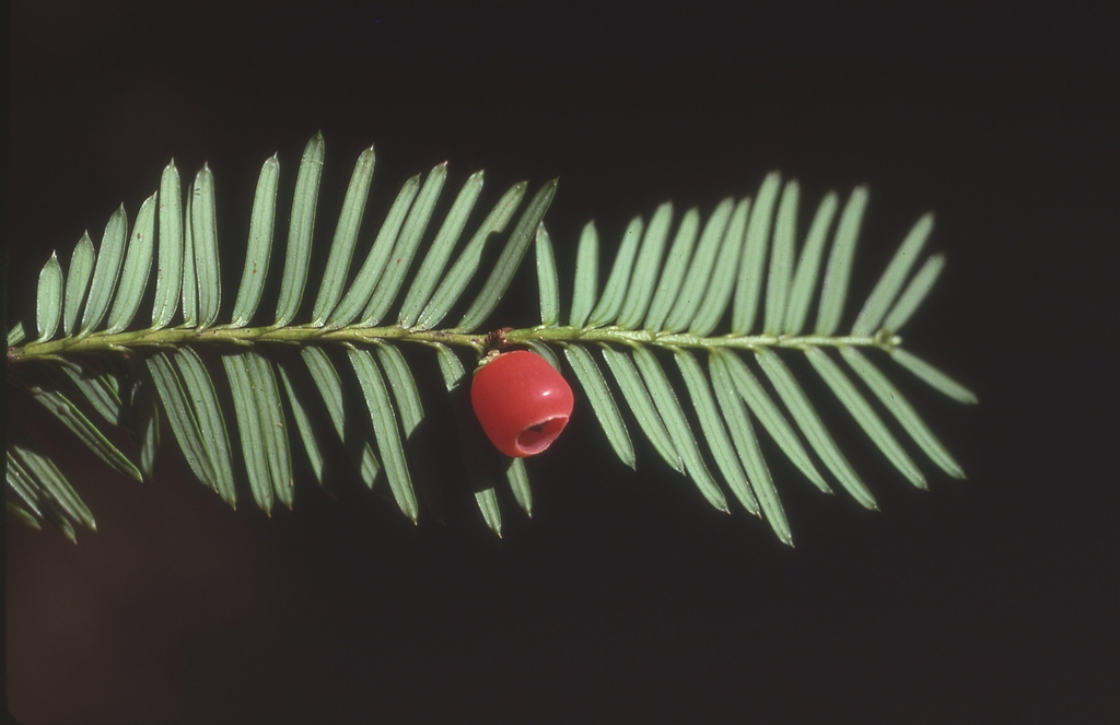 Branch with distichous needles & red fleshy cone around seed.