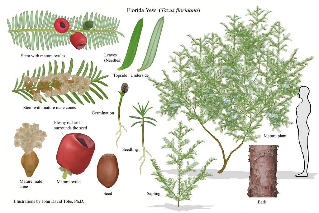 Illustration of all the details of this species.