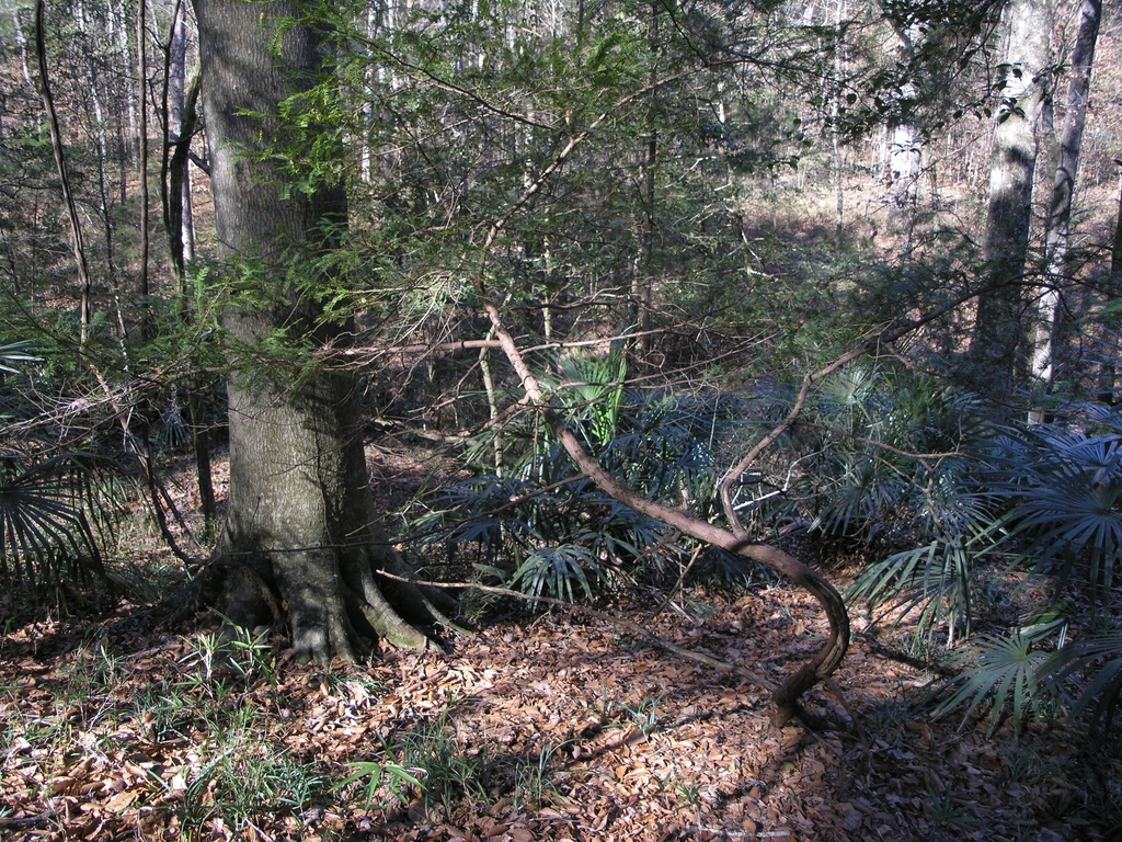 A small, sparsely branched conifer