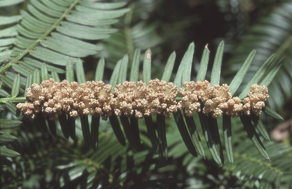 Small cones clustered in the axils of the needles.