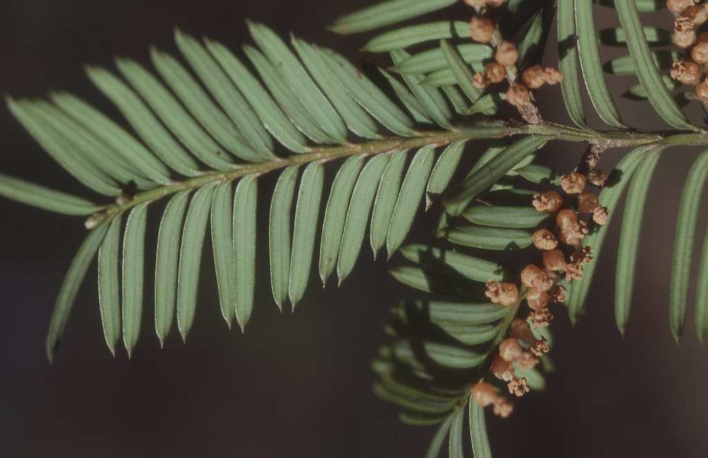 Male cones on a shoot with distichous leaves.