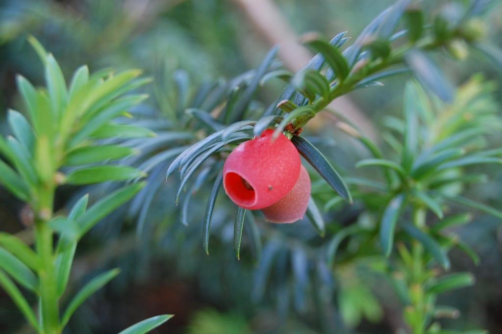 red cup-like aril holding a seed.