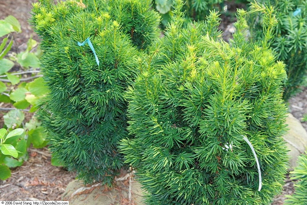 Taxus x media
