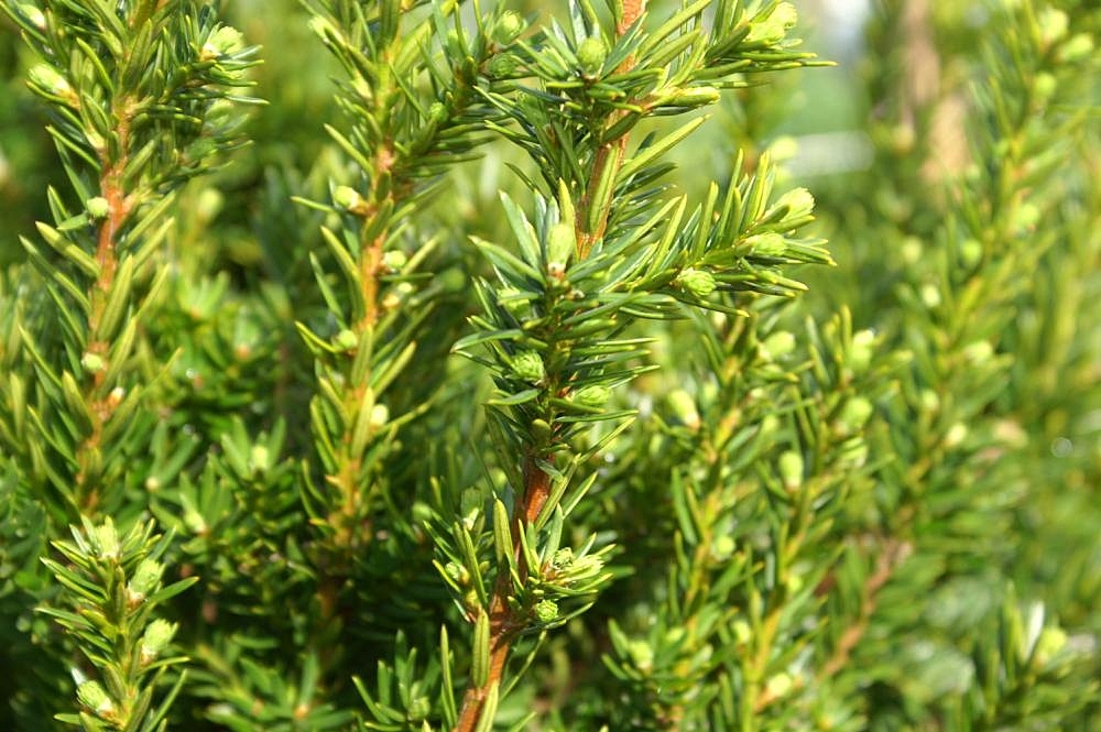 Taxus x media