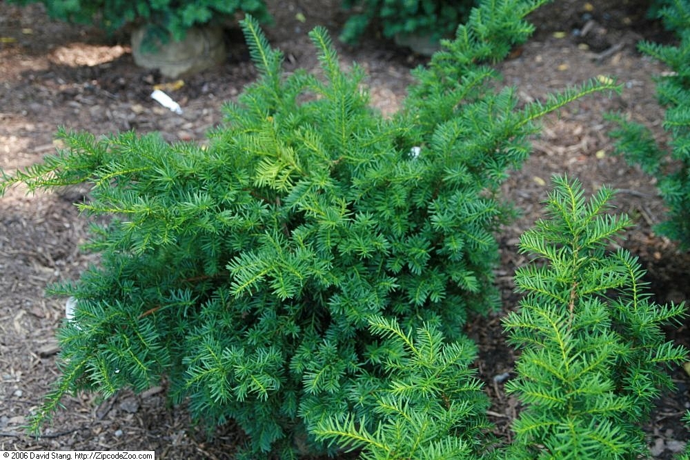 Taxus x media
