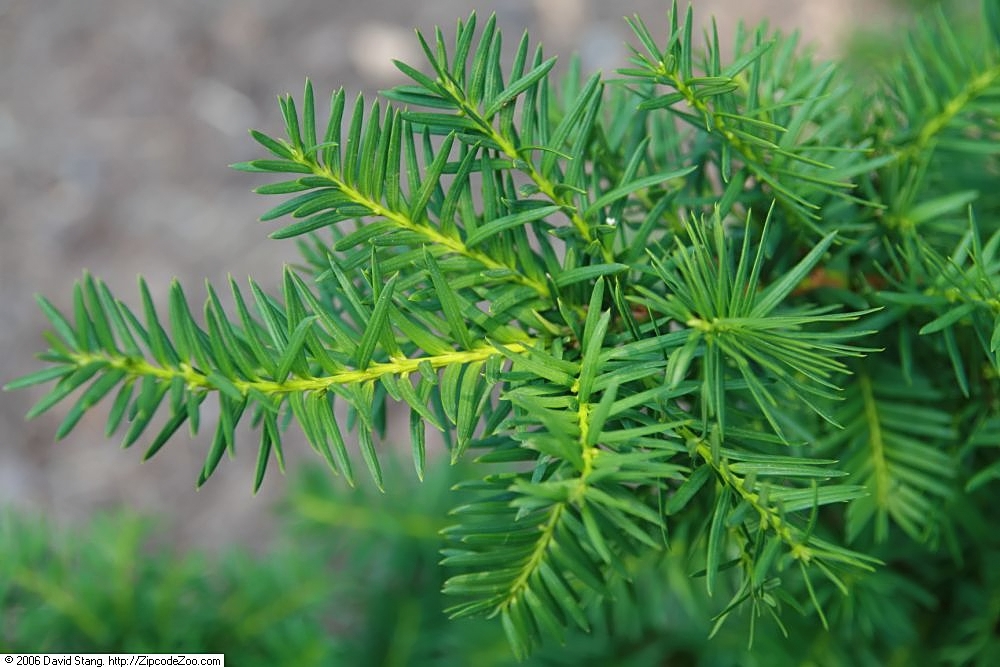 Leaves