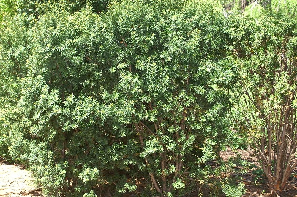 Form