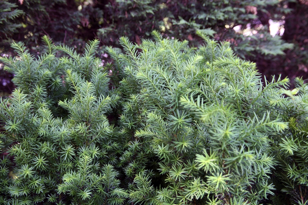 Form