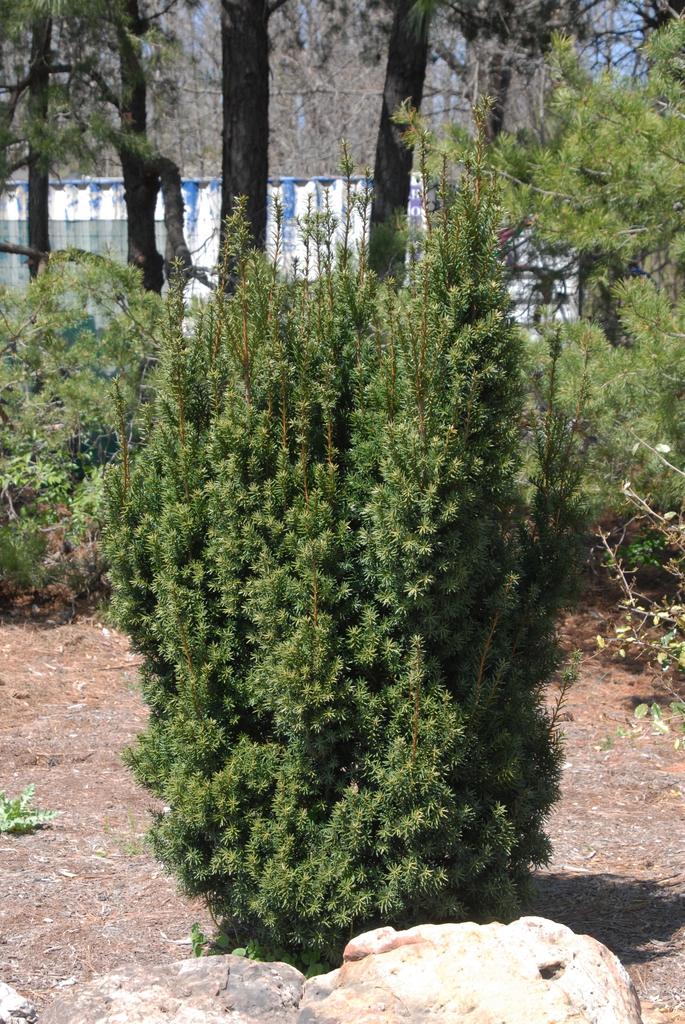 Taxus x media