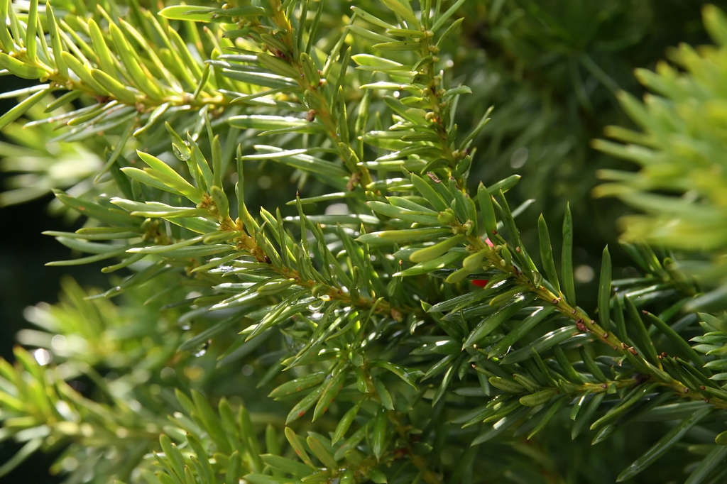 Taxus x media