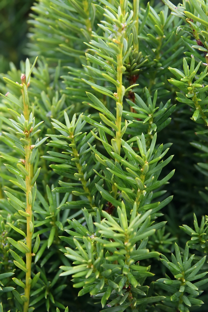 Leaves