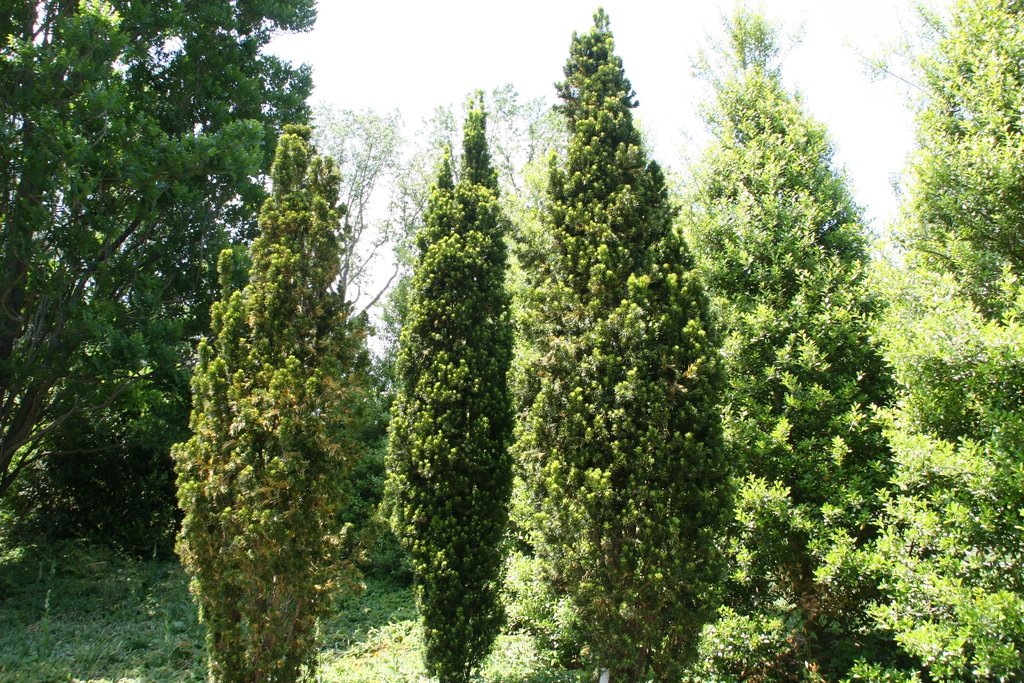 Form