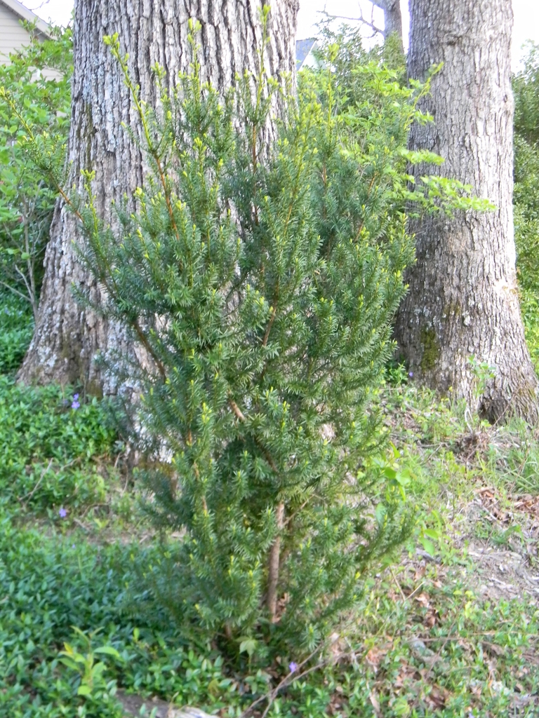 Taxus x media