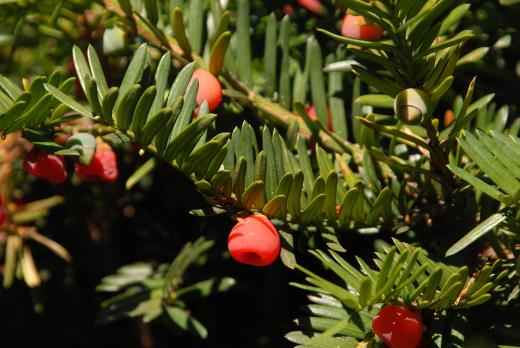 Female cones are red and fleshy.