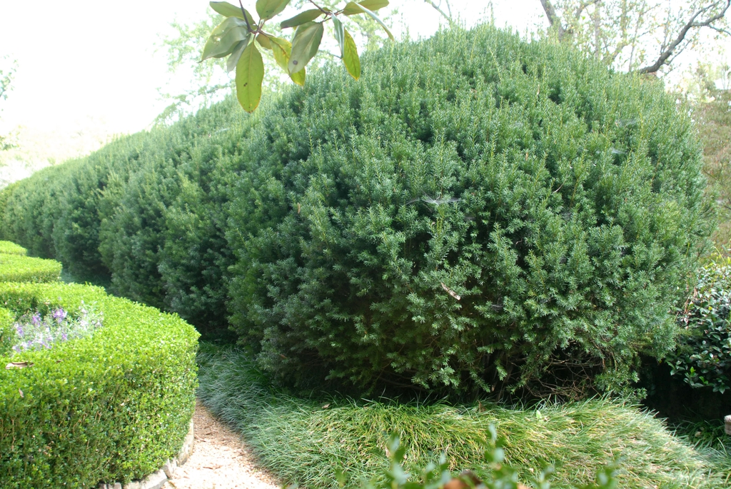Taxus x media
