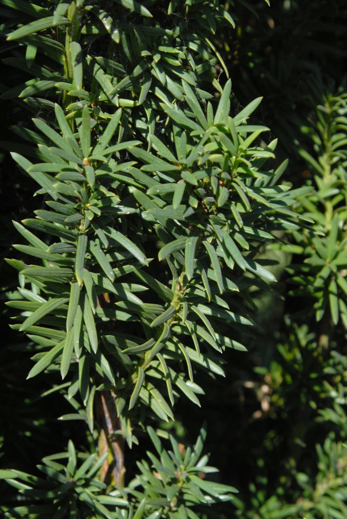 Taxus x media