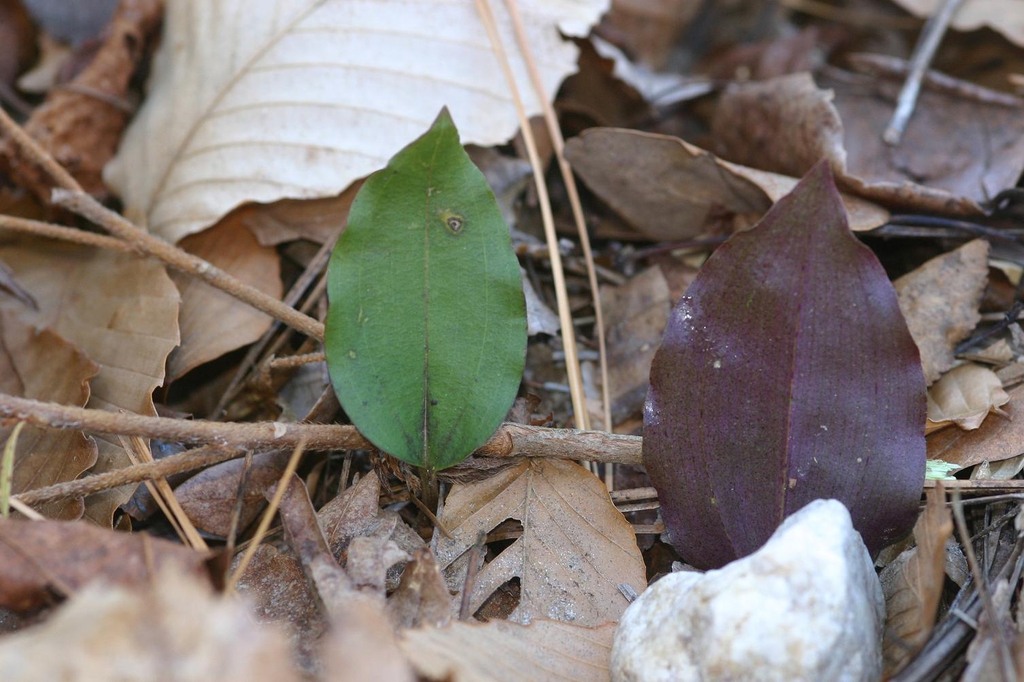 Front and back of leaf